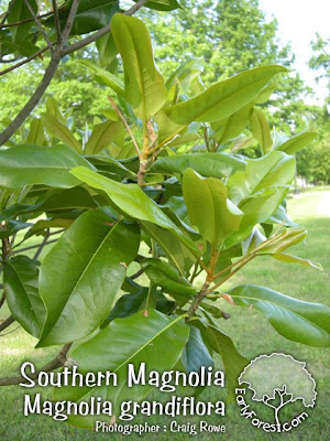 southern magnolia tree leaves.