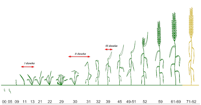Skala BBCH - pszenica ozima
