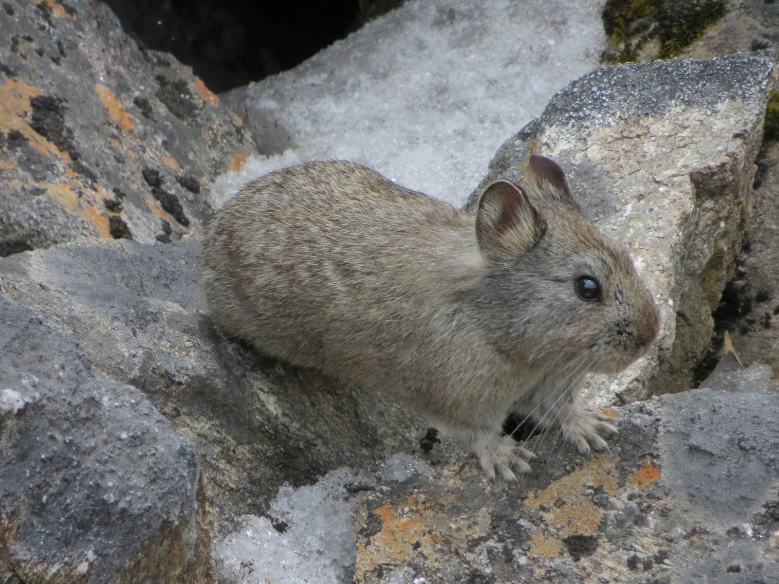 Pika Cute Animals | Interesting Facts & Latest Pictures | All Wildlife