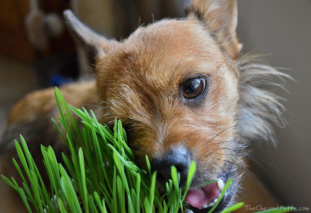 Jada eating Oat Grass from YPCK City Kitty Garden