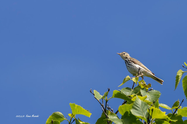 北海道で出会った野鳥　ビンズイ