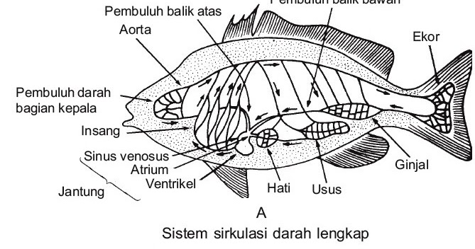 Sistem Sirkulasi Darah pada Ikan Pisces