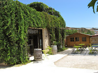 Vigne vierge terrasse du 8uit