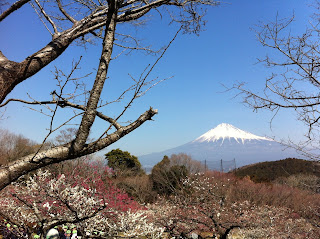 Mt.Fuji with Plum trees in Japan