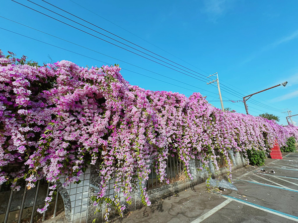 台中果菜市場蒜香藤花牆綿延上百公尺粉紫色花瀑，買菜還能拍美照