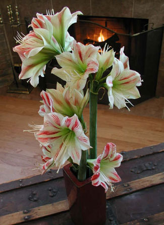 Purchase amaryllis bulbs now to brighten your home during the holiday season