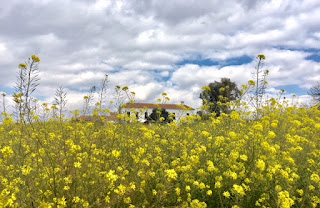 Cortijo Uribe, Andalusia, riding holiday, riitta reissaa, horseadvetures_riitta