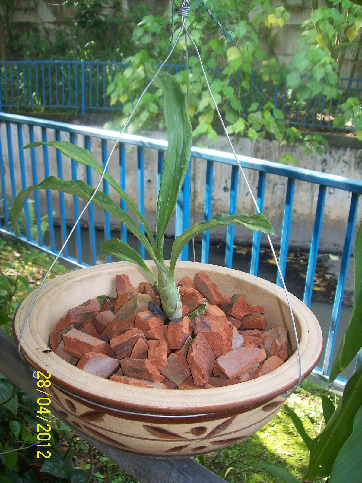 Mari Kita Bercucuk Tanam: Orkid Ku