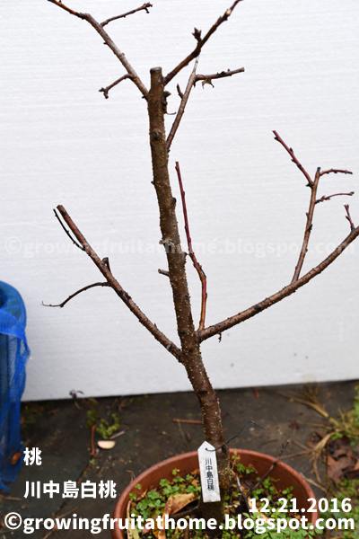 初心者でもできる桃の育て方 鉢植え プランター編 おいしい鉢植え果樹の栽培育て方 自宅を果樹園に