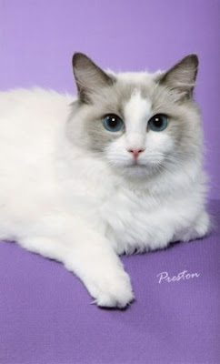 Bicolor Ragdoll Cat With Purple Background