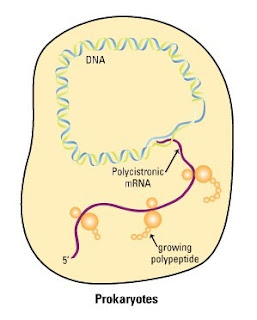 Sintesis protein pada sel prokariota