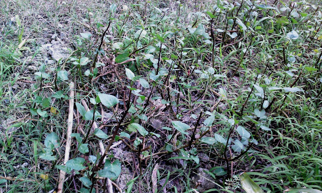 Kangkong plants