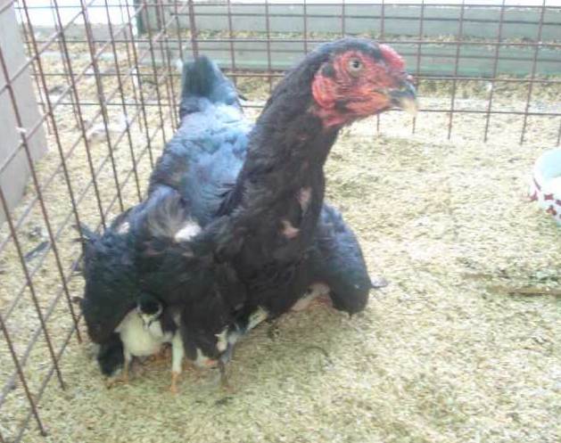 Tampilan Ayam  Betina dari Ayam  Siam Jepang Besar Tegak 