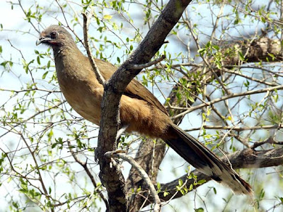 plain chachalaca