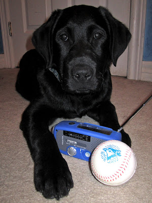 3 month old black lab puppy Romero is lying in front of a white door in a room with cream carpet and blue walls. The picture is taken straight on with his face looking at the camera and his long left arm stretched in front of him towards the camera. Between Romero's front legs are a small blue radio with the antenna extended and a foam baseball with a blue logo of the Toronto Blue Jays printed on it (a profile of a blue jay head in front of a baseball). Romero is wearing his new big collar in celebration of the first baseball game. The collar is patterned with blue and gray squares.