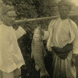 The JAVA Salmon Fish