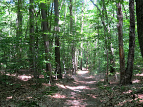 North Ottawa Dunes forest trail