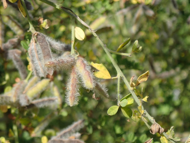 Cytisus villosus