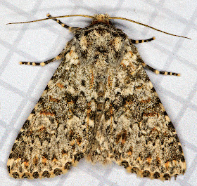 Large Ranunculus, polymixis flavicincta.  Hayes, 25 September 2014.