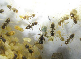 Tapinoma sessile ant workers