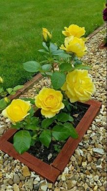 Những bó hoa hồng vàng đẹp