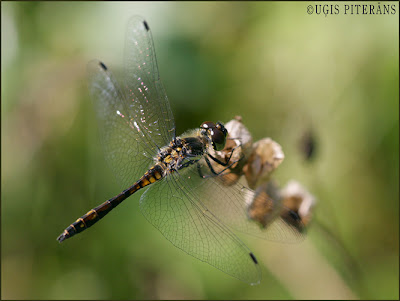 Melnā klajumspāre (Sympetrum danae)