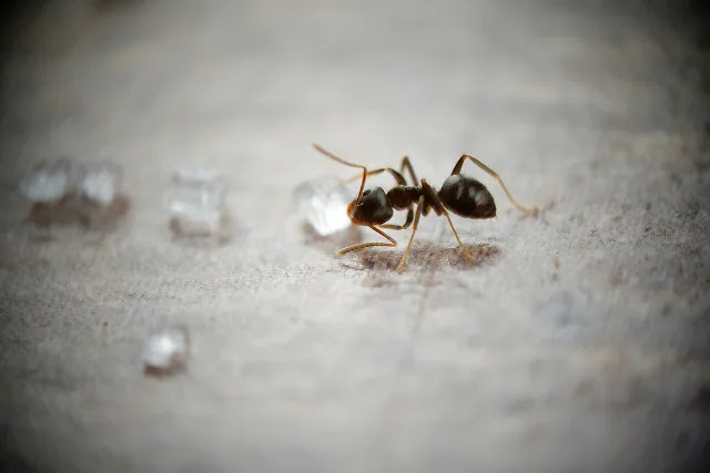 how-do-you-get-rid-of-sugar-ants