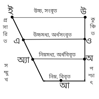 বাংলা মৌলিক স্বরধ্বনির উচ্চারণ স্থান