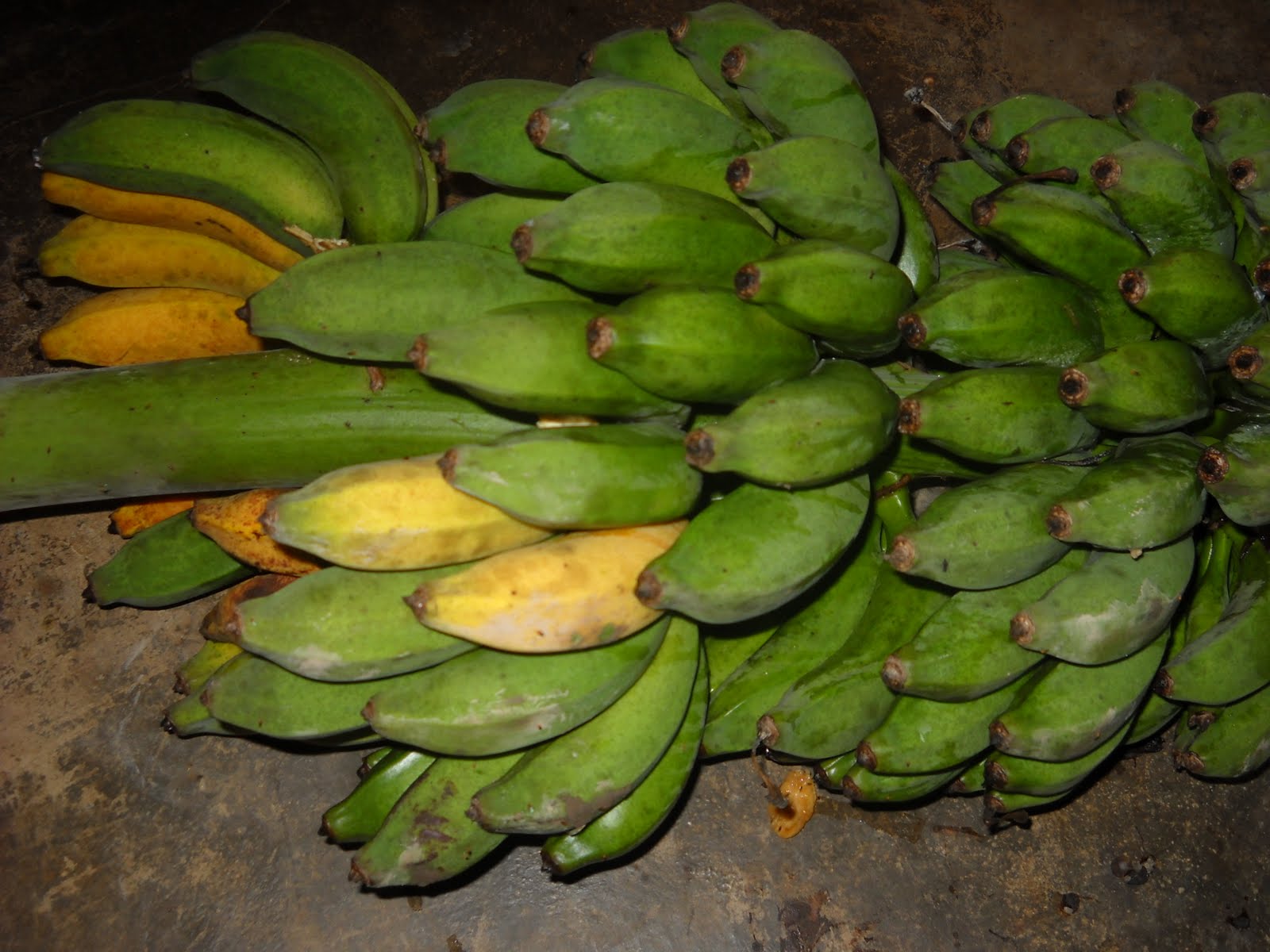 KENALI POKOK  SAYANGI POKOK  PISANG  RAJA