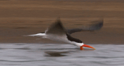 An African skimmer, trying to catch fish