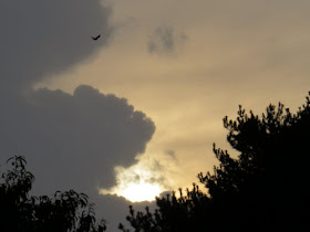 storm cloud and bird