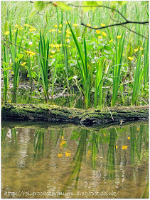 yellow Kingcup reflections at National Trust Waggoners Wells