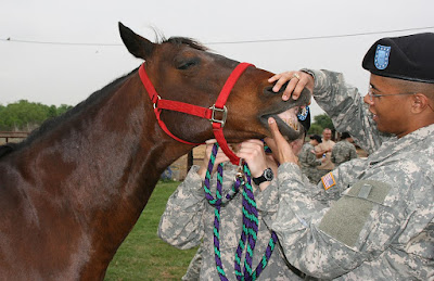 A soldier checking the teeth of a horse
