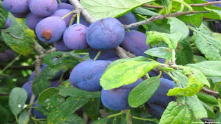 pigeon plum fruit images wallpaper