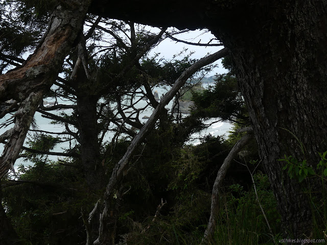 shapes of rocks through tree limbs