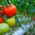 Manfaat Tomat Untuk Wajah Berjerawat & Cara Pengolahannya