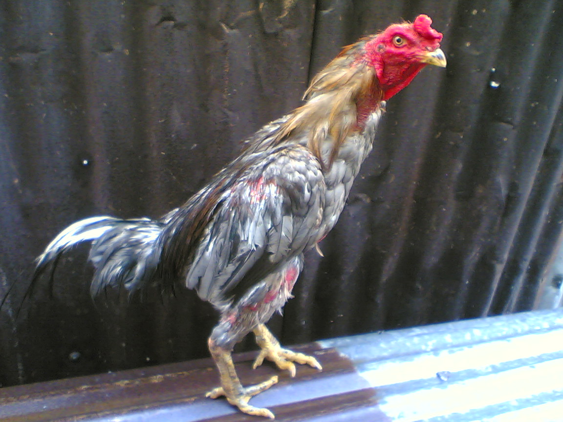 Ayam Batang Kaki: Pembaka Ayam Batang Kaki Kelabu Gusi 