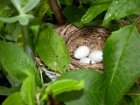 Bird Nest Tree