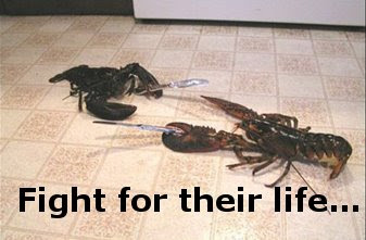 Funny Pictures: Fighting lobsters