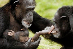 funny animal pictures, chimpanzee family