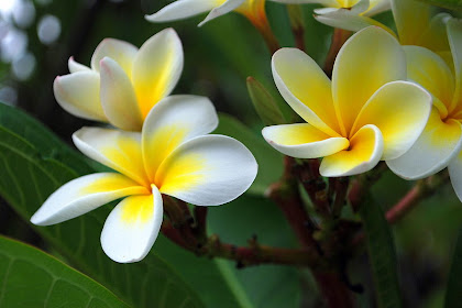 jasmine flower in different languages