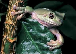 frog photo