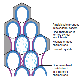 Enamel Rods, Enamel Prisms, Hydroxyapatite crystals