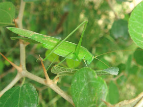 Sickle-bearing Bush-cricket female