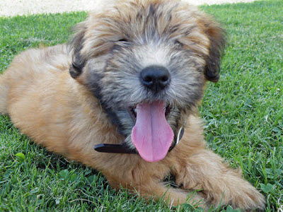 Soft Coated Wheaten Terrier Medium Dog