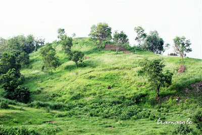 Bukit Hijau, Ilalang & Bunga Liar