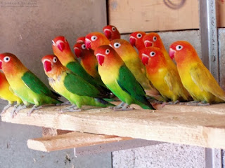 lovebird