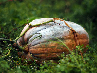 Una zucca nell'orto autunnale.