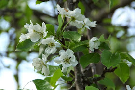 pear tree blossoms