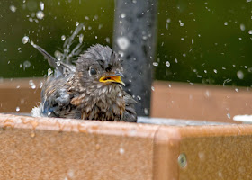 rescued male eastern bluebird fledgling in bird bath